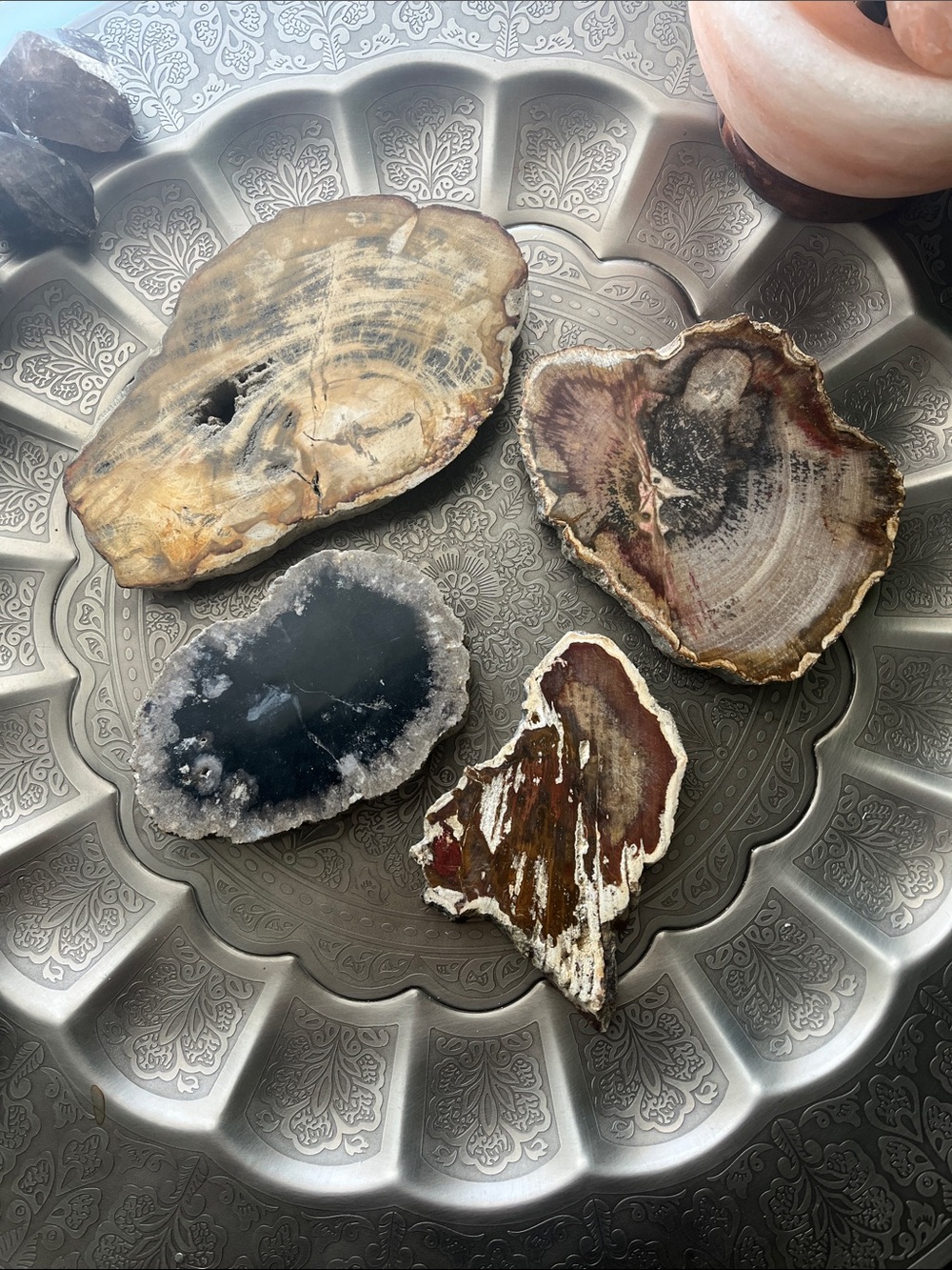 Petrified wood slice